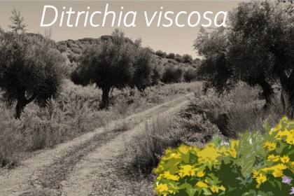 Beneficios de Dittrichia viscosa en el control biológico de la mosca del olivo