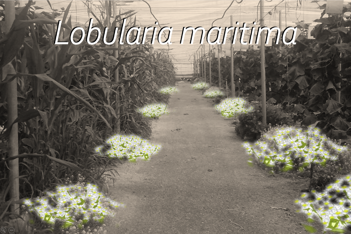 Usos y beneficios agrícolas de la Lobularia maritima