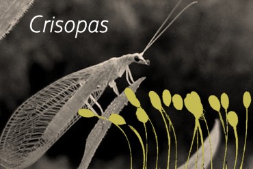 Plantas auxiliares y medidas agro ecológicas para atraer crisopas a tu huerto