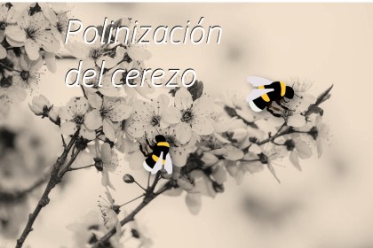 Uso de abejorros polinizadores en cerezo