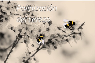Uso de abejorros polinizadores en cerezo