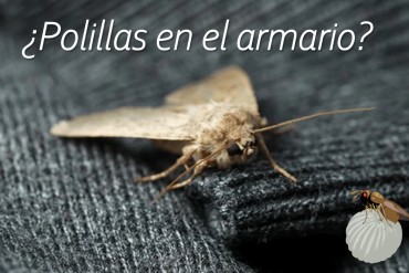 Control biológico de la polilla de la ropa