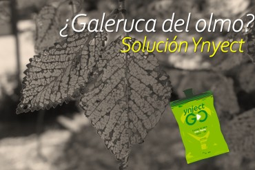 PROTOCOLO PARA EL CONTROL DE GALERUCA DEL OLMO CON SISTEMA YNJECT