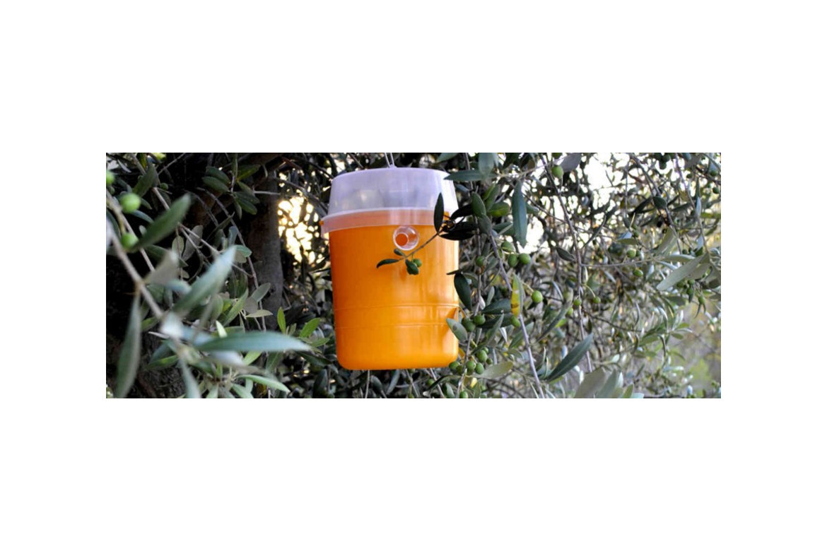 Trampas y feromonas para olivar