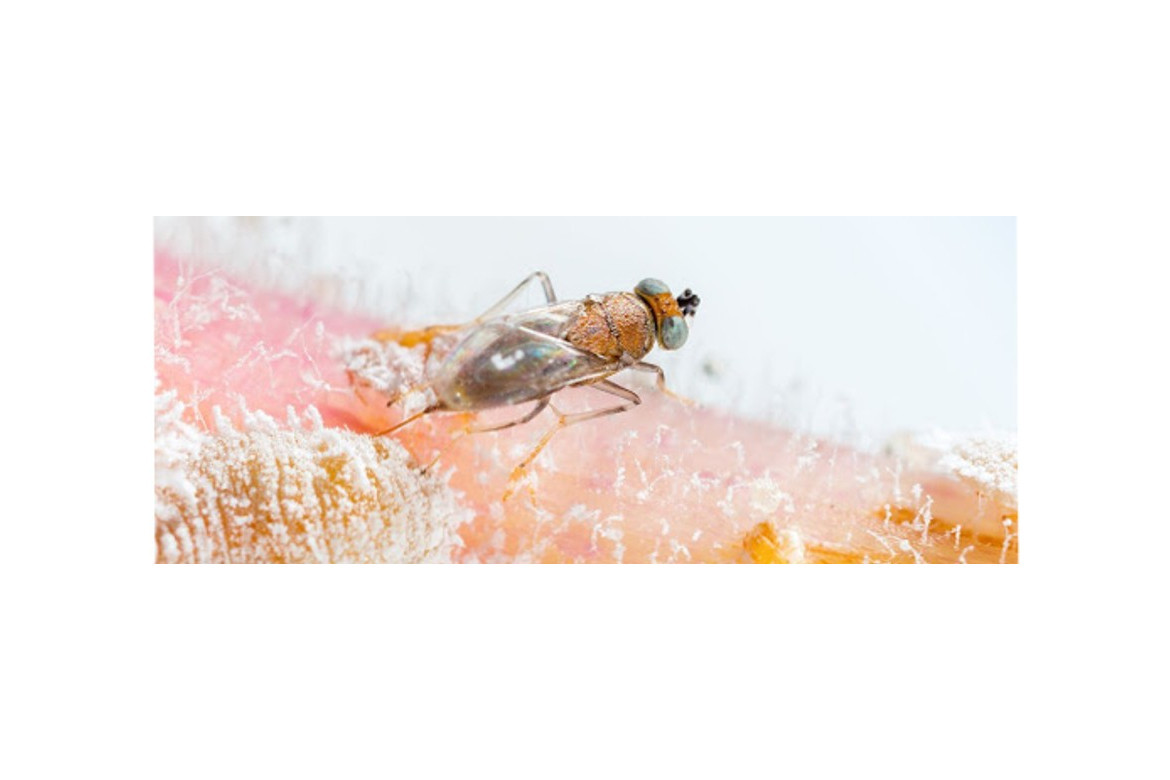 Enemigos naturales para control biológico del cotonet Panoccocus citri