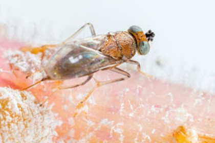 Enemigos naturales para control biológico del cotonet Panoccocus citri
