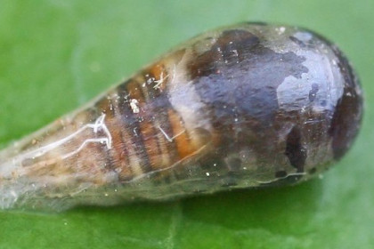 Dípteros depredadores en España de importancia en control biológico de plagas