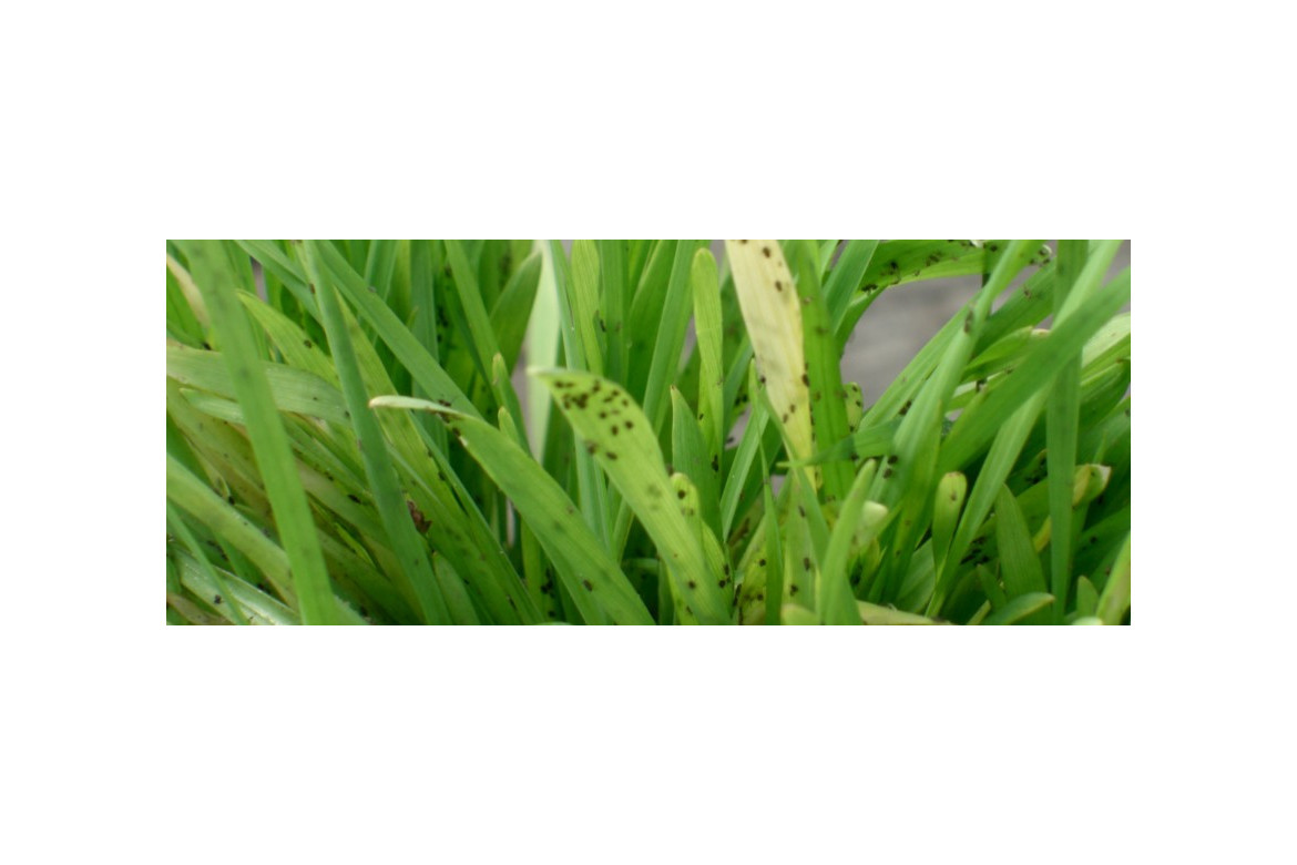 Las "plantas banco", ¿Son útiles en jardinería?
