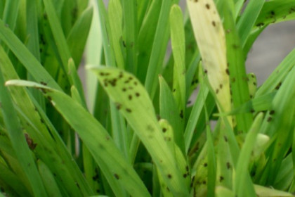 Las "plantas banco", ¿Son útiles en jardinería?