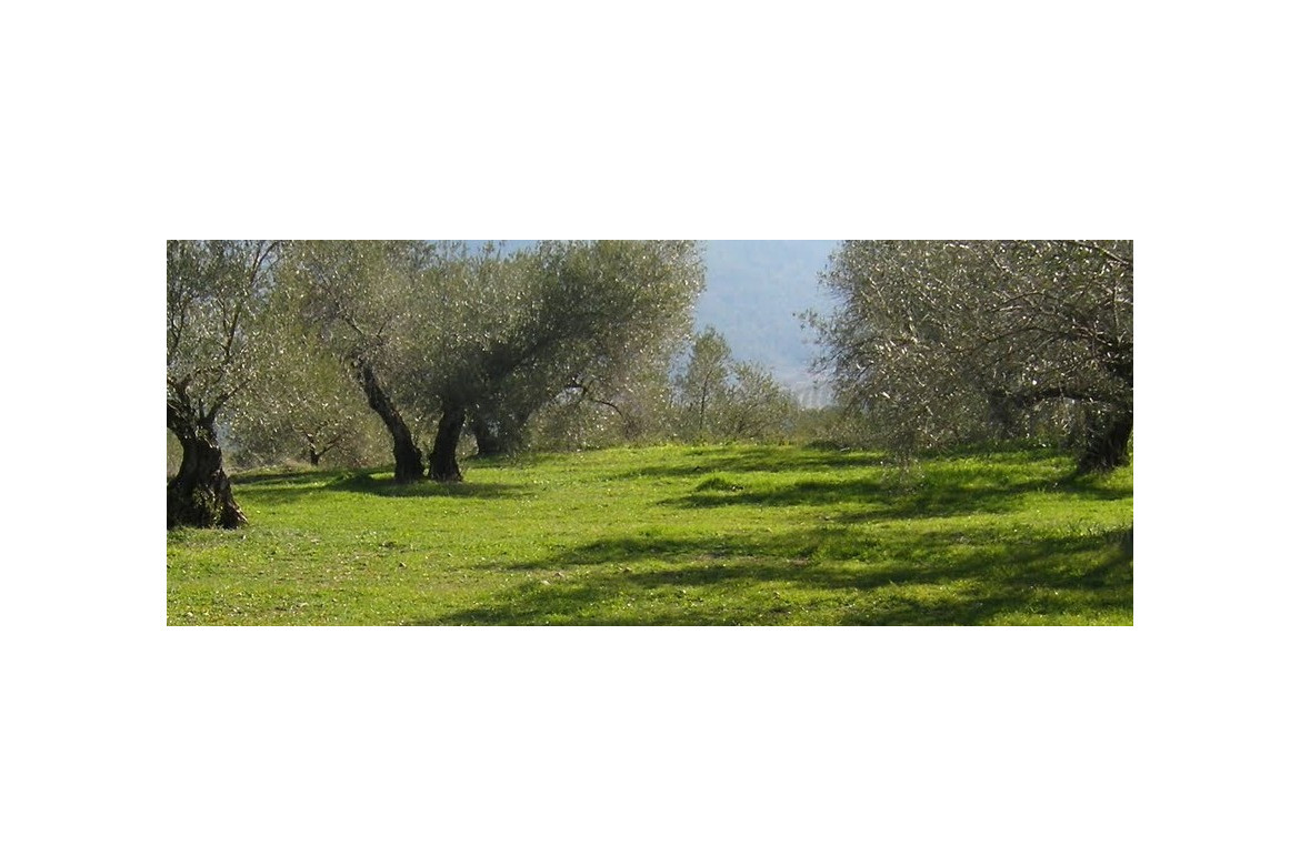 Cubiertas vegetales en agricultura. ¿Cuales son sus ventajas?