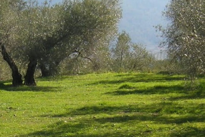 Cubiertas vegetales en agricultura. ¿Cuales son sus ventajas?