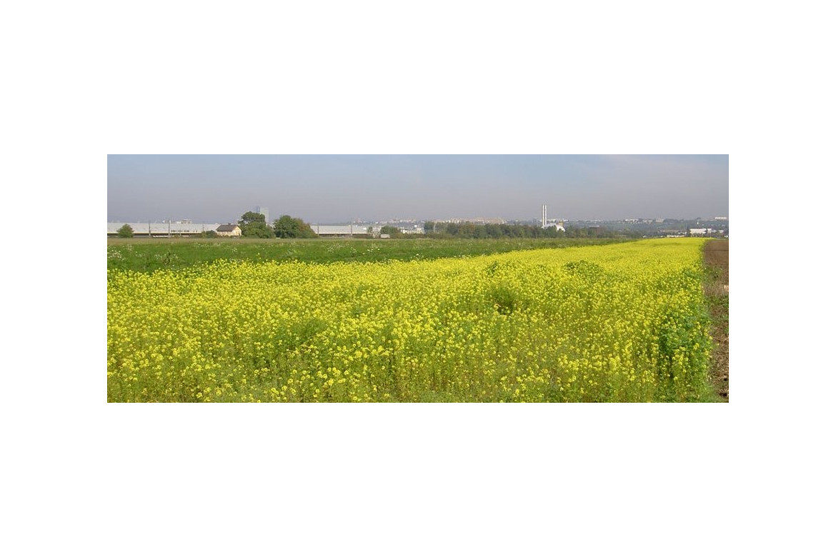 Biofumigación de suelos con mostaza blanca (sinapis alba)