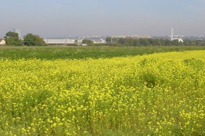 Biofumigación de suelos con mostaza blanca (sinapis alba)