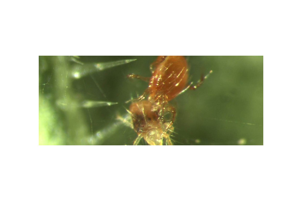 La mejor solución para araña roja: los ácaros depredadores
