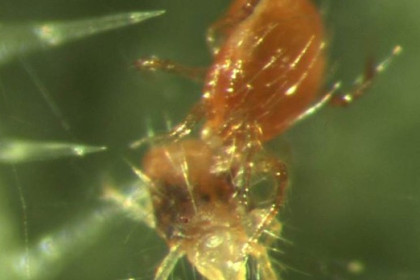 La mejor solución para araña roja: los ácaros depredadores
