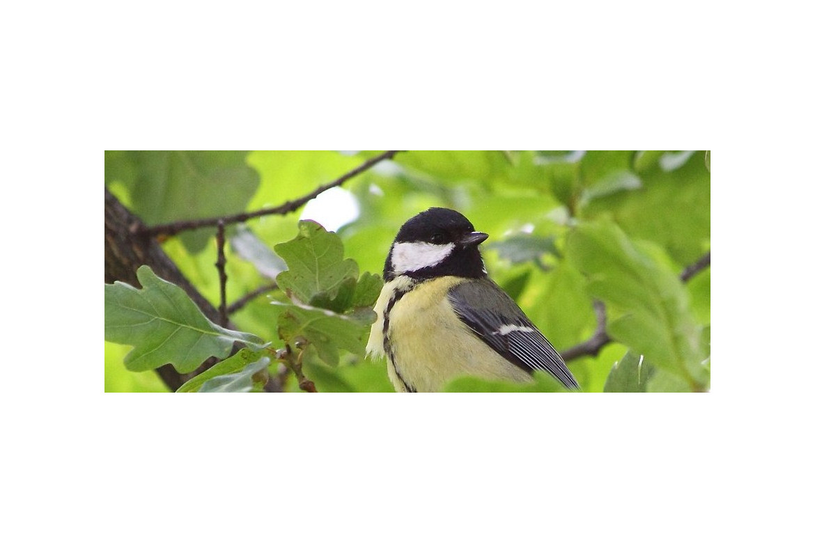 Quiero pájaros en mi jardín