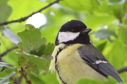 Quiero pájaros en mi jardín