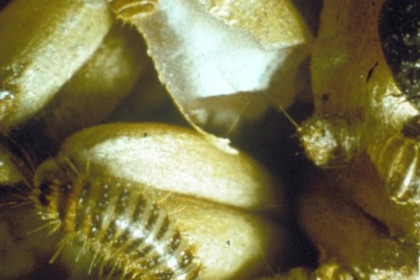 Trampeo del gorgojo del trigo, Trogoderma granarium.