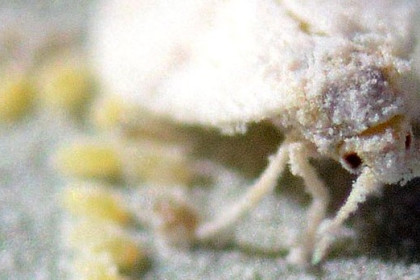 Moscas blancas en jardinería, guia para su control biológico