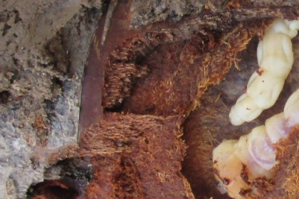 Control biológico del gusano cabezudo con nematodos entomopatógenos