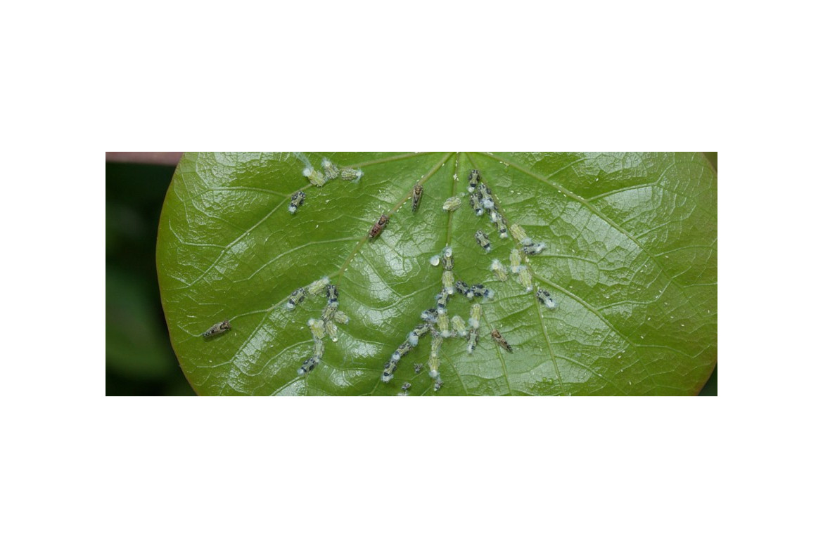 La psila del cercis cacopsylla pulchella y su enemigo natural Anthocoris nemoralis
