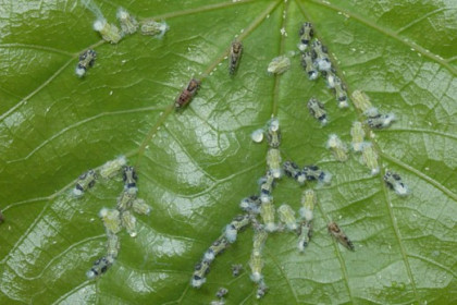 La psila del cercis cacopsylla pulchella y su enemigo natural Anthocoris nemoralis