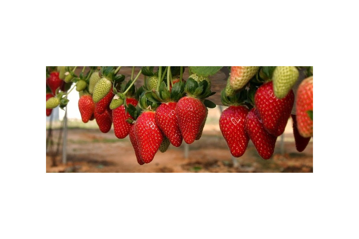 Control biológico de plagas en cultivo de fresa