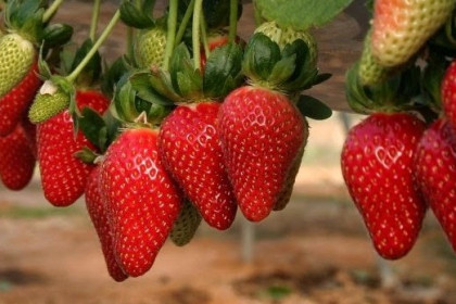 Control biológico de plagas en cultivo de fresa