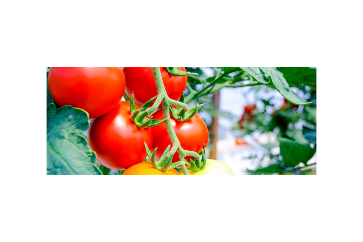 Control biológico en tomate. Protocolo de sueltas en invernadero