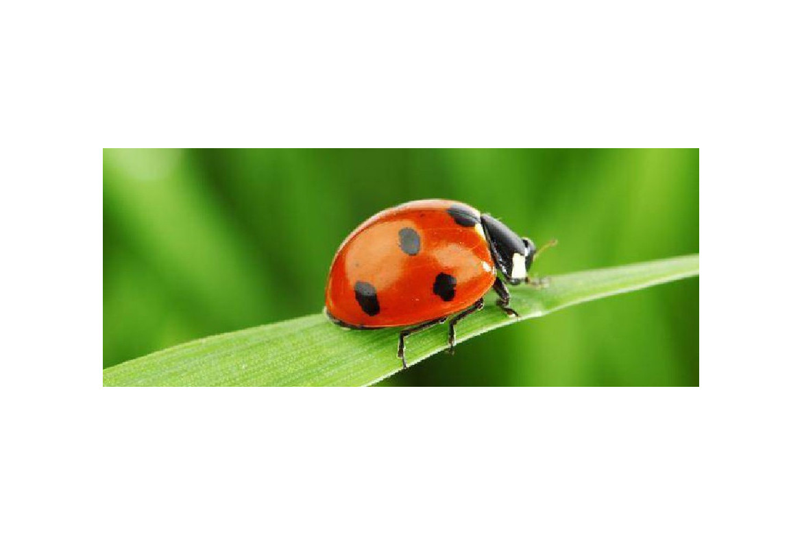 Donde comprar insectos beneficiosos