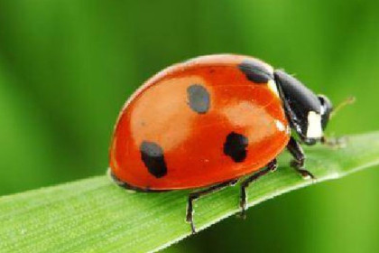 Donde comprar insectos beneficiosos