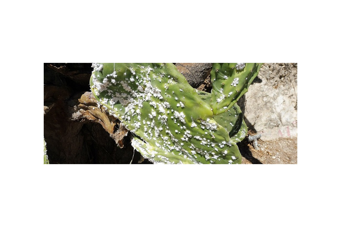 Control integrado de la cochinilla del carmín Dactylopius opuntiae en chumberas