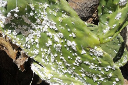 Control integrado de la cochinilla del carmín Dactylopius opuntiae en chumberas