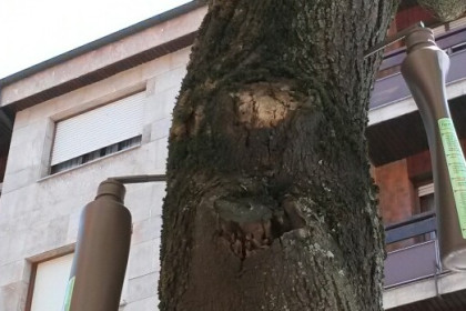 Tratamiento del pulgón en el arbolado urbano mediante endoterapia