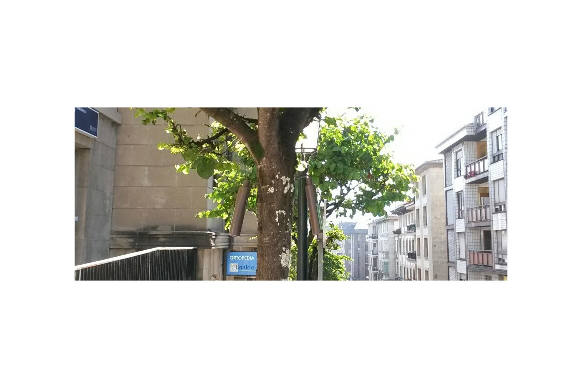 Endoterapia para control de psila en el arbolado urbano