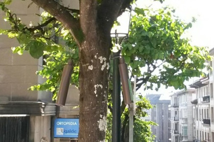 Endoterapia para control de psila en el arbolado urbano