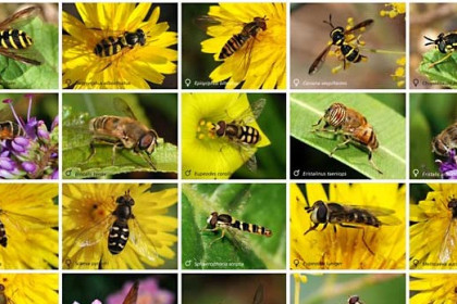 Fauna auxiliar para el control biológico de plagas. Catálogo 2014