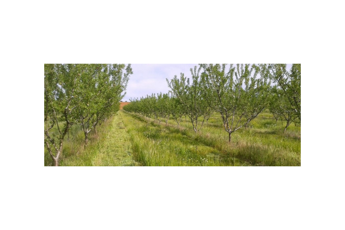 Mezclas comerciales de semillas para el establecimiento de cubiertas vegetales en cítricos, viñedo y olivar