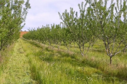 Mezclas comerciales de semillas para el establecimiento de cubiertas vegetales en cítricos, viñedo y olivar
