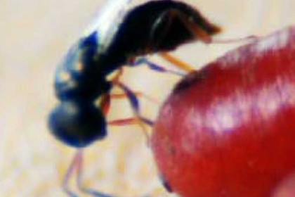 control de moscas mediante parasitoides y depredadores comerciales