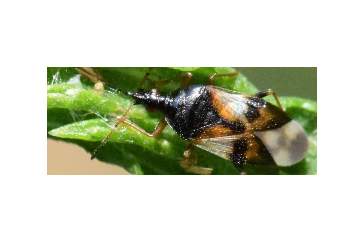Anthocoris, enemigo natural de la psila del ficus macrohomotoma gladiata