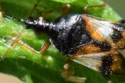 Anthocoris, enemigo natural de la psila del ficus macrohomotoma gladiata