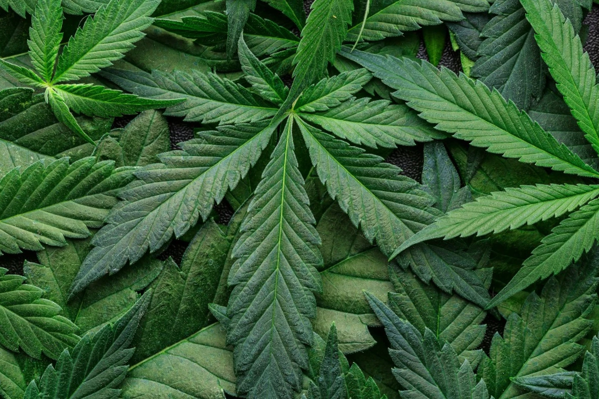 Cannabicultura. Manejo de ácaros depredadores de araña roja