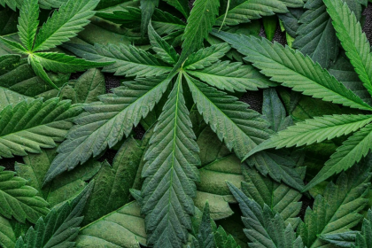 Cannabicultura. Manejo de ácaros depredadores de araña roja