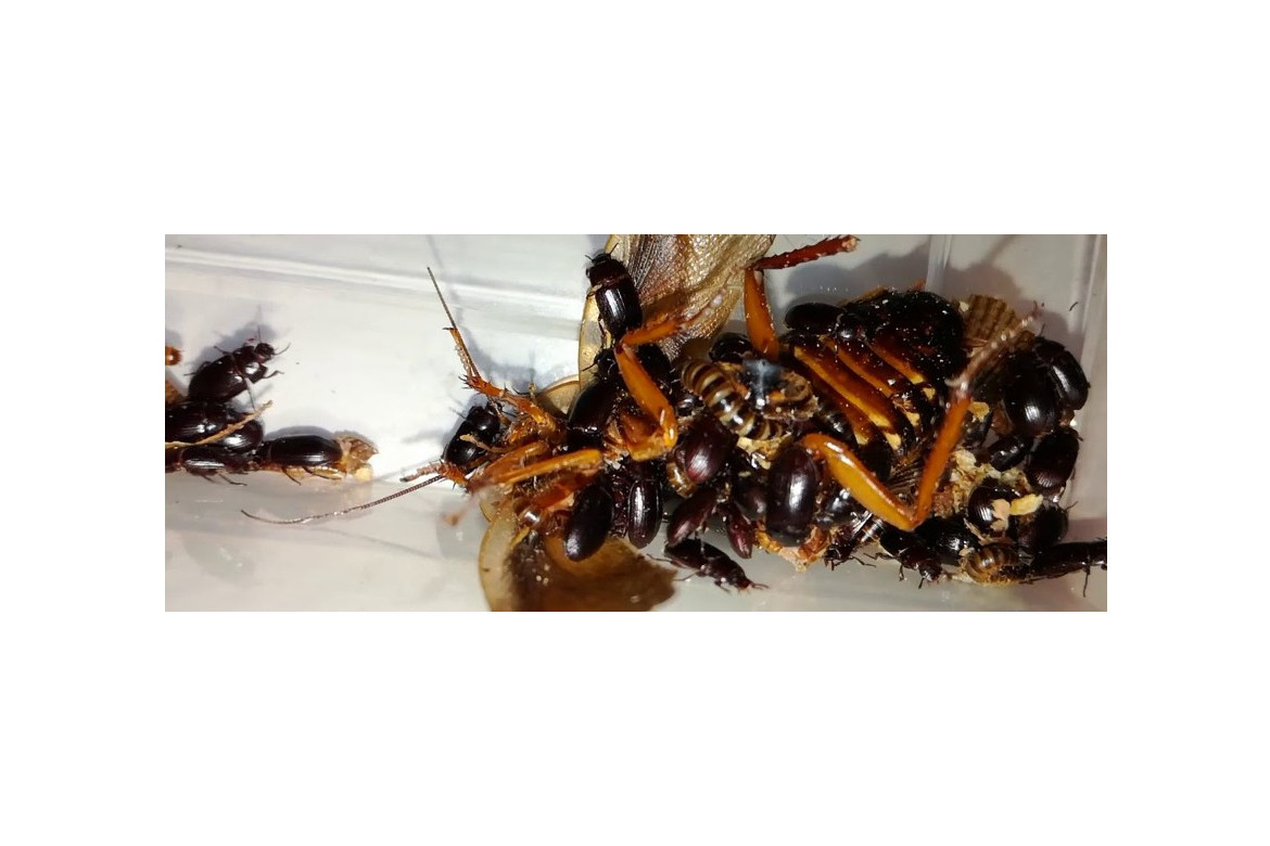 Trampeo del escarabajo de la yacija