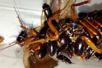 Trampeo del escarabajo de la yacija