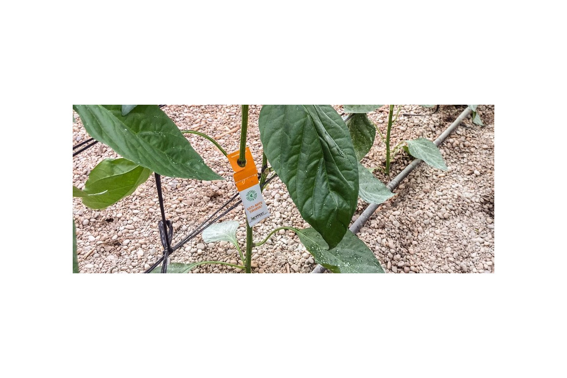 Protocolo de control biológico en pimiento