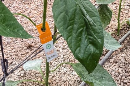Protocolo de control biológico en pimiento