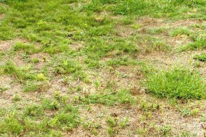 Nematodos entomopatógenos para control de gusanos en césped