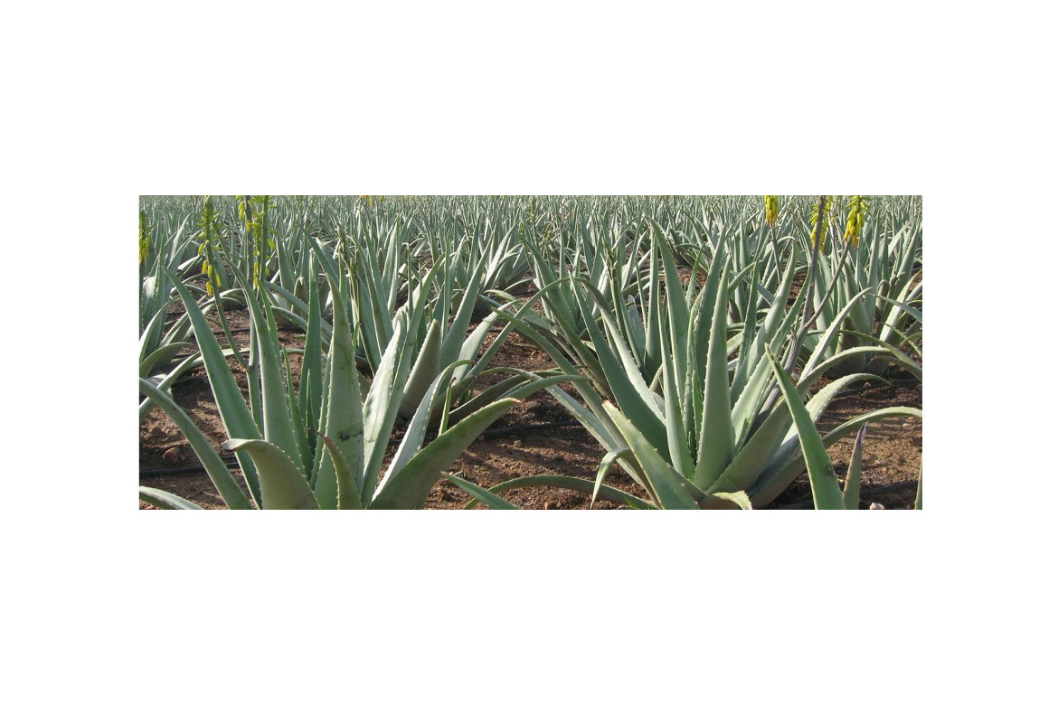 Comprar hoja fresca de aloe vera. Criterios de calidad
